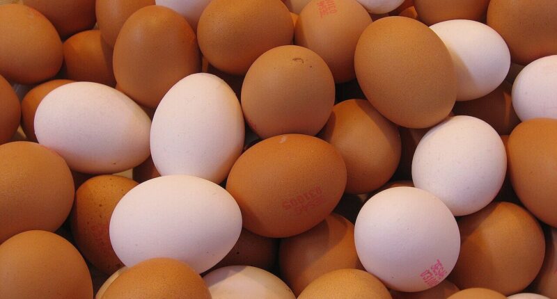 eggs