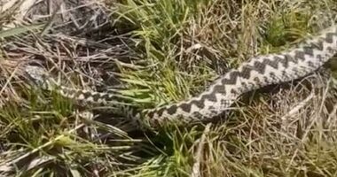 Terrifying footage shows the moment the UK's most venomous snake was seen near a popular beauty spot in Wales