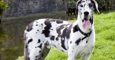 World's Hugest Dog Meets Planet's Shortest, and the Encounter Will Melt Your Heart – RedState