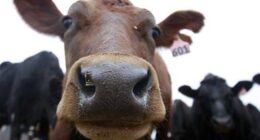 Ag Secretary Jumps Into Fight for NJ Family Farm – HotAir