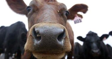 Ag Secretary Jumps Into Fight for NJ Family Farm – HotAir