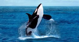 Allokelping: Drone footage reveals orcas making tools from kelp to groom each other