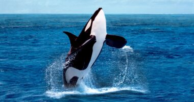 Allokelping: Drone footage reveals orcas making tools from kelp to groom each other
