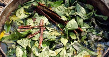 An American tourist has died after taking ayahuasca  in the Peruvian Amazon