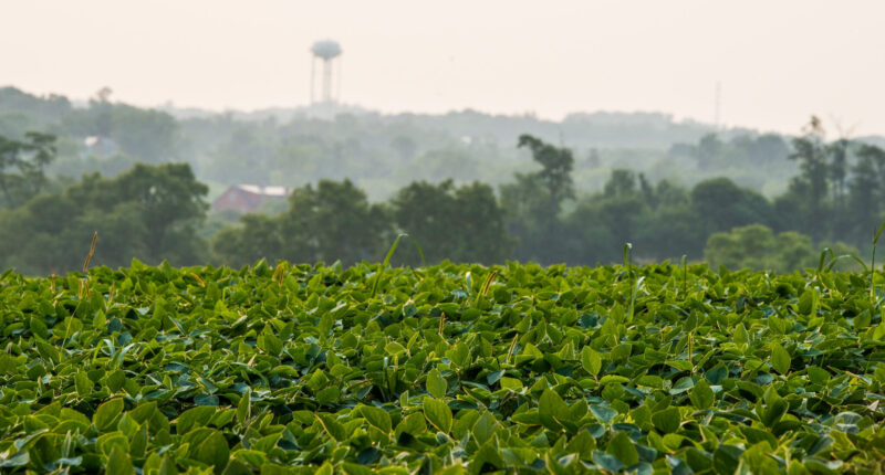 Farm in Virginia