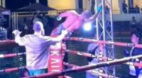 Ivan Parshikov suffered an electric shock then collapsed at a 'Weed Boxing' event in Thailand