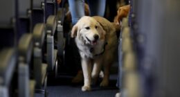 CBP Dog 'Freddy' Who Was Assaulted by Foreign National Holding Illegal Contraband Gets Justice – RedState