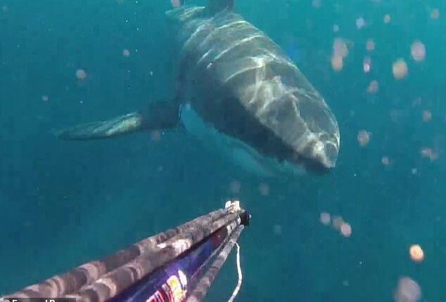 A spearfisher encountere a large great white shark near the Royal National Park (above)