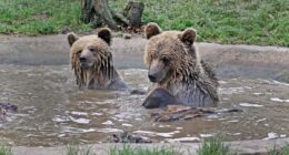 Cunning bears escape enclosure to raid food store
