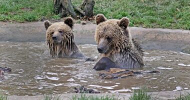 Cunning bears escape enclosure to raid food store