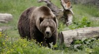 Dental Troubles Are a'Bruin, but This Big Patient Can Bear It