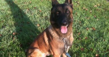 Dozens of Abused Belgian Malinois Freed, Sent to Happy Homes – RedState