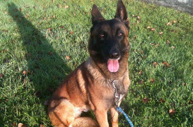 Dozens of Abused Belgian Malinois Freed, Sent to Happy Homes – RedState