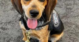 Hamed Ramadan Bayoumy Aly Marie, 70, lashed out at agriculture detector dog Freddie, seen here, on Tuesday inside Washington Dulles International Airport