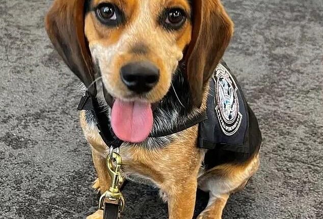 Hamed Ramadan Bayoumy Aly Marie, 70, lashed out at agriculture detector dog Freddie, seen here, on Tuesday inside Washington Dulles International Airport