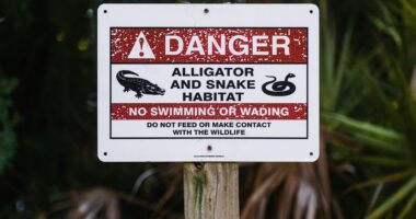 FL Moves Forward With 'Alligator Alcatraz' ICE Detention Center