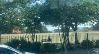 Five children injured after tree falls in public park