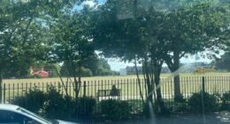 Five children injured after tree falls in public park