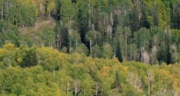 GHASTLY: Firefighters Ambushed in Coeur d'Alene