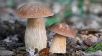 Waine Delaney, a mushroom specialist at Monotub, says that watering plants with mushroom infused water will keep them better hydrated and more well nourished (stock image)