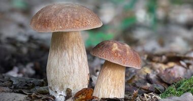 Waine Delaney, a mushroom specialist at Monotub, says that watering plants with mushroom infused water will keep them better hydrated and more well nourished (stock image)