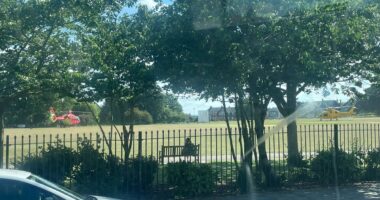 Girl, 7, dies and four other children injured after tree falls in public park