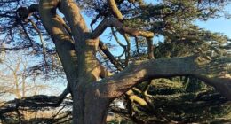 Pictured: The tree believed to be involved in the incident today at Chalkwell Park, Westcliff-on-Sea, in Southend, Essex