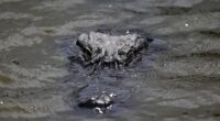 Have You Ever Heard of Anything More Florida? Sunshine State Breaks Ground on 'Alligator Alcatraz' – RedState