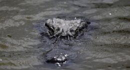 Have You Ever Heard of Anything More Florida? Sunshine State Breaks Ground on 'Alligator Alcatraz' – RedState