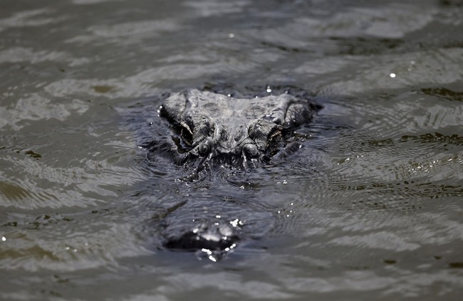 Have You Ever Heard of Anything More Florida? Sunshine State Breaks Ground on 'Alligator Alcatraz' – RedState