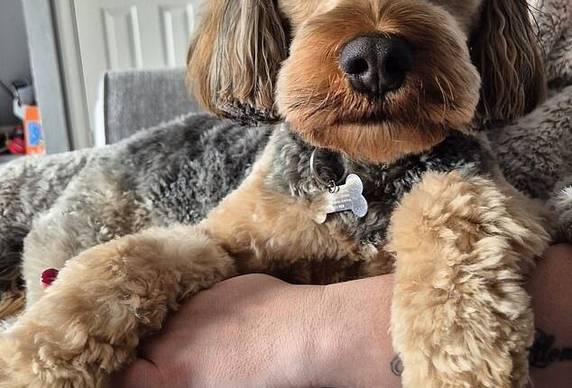With their adorable teddy bear-esque coats and Instagram-perfect curls, it's no surprise that poodle crosses and other designer breeds have become all the rage. Pictured: Arlo the cockapoo