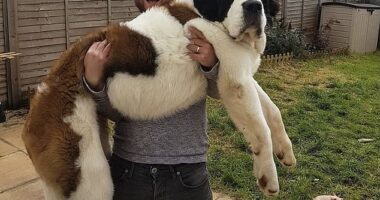 Katie Bridge, 33, from Bristol, first became worried for her St Bernard Hercules when he started to suffer with an upset stomach, and later lost weight