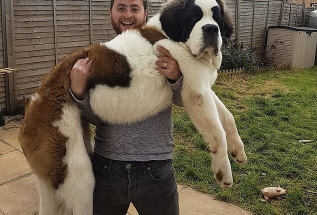 Katie Bridge, 33, from Bristol, first became worried for her St Bernard Hercules when he started to suffer with an upset stomach, and later lost weight