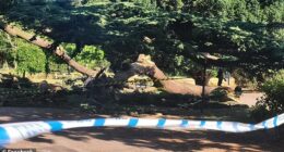 Brits enjoying the sunshine at a park in Essex have revealed the terrifying moment they saw a falling tree branch (pictured) kill a seven-year-old girl and injure four other children