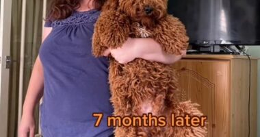 TikTok user Ria, who goes by @jazzriax on the platform, was shocked to see her canine grow quadruple its size in just seven months