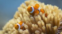 A clown anemonefish on a coral reef in Raja Ampat, Indonesia.