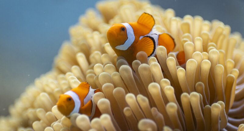 A clown anemonefish on a coral reef in Raja Ampat, Indonesia.