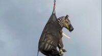 A pet zebra has finally been captured after he escaped - sparking a week-long manhunt across Tennessee