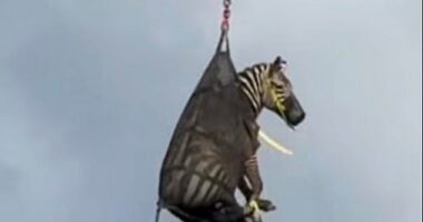 A pet zebra has finally been captured after he escaped - sparking a week-long manhunt across Tennessee
