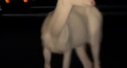 Ramez Khuran witnessed a completely white deer cross near his car the morning of June 18