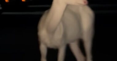 Ramez Khuran witnessed a completely white deer cross near his car the morning of June 18