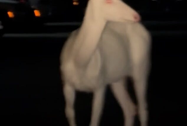 Ramez Khuran witnessed a completely white deer cross near his car the morning of June 18