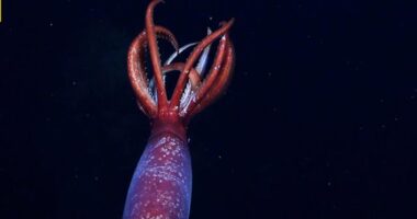 Rare squid captured on camera for first time ever