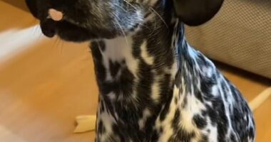 UK-based Samantha Evon spent £2,000 on her toy Cockapoo, but ended up with a dog that looked more like a Dalmatian (pictured)