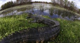 Trump Diverts Biden's FEMA Funds for Illegals to Florida’s ‘Alligator Alcatraz’ Detention Center – RedState