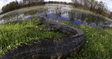Trump Diverts Biden's FEMA Funds for Illegals to Florida’s ‘Alligator Alcatraz’ Detention Center – RedState