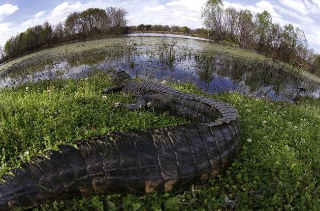 Trump Diverts Biden's FEMA Funds for Illegals to Florida’s ‘Alligator Alcatraz’ Detention Center – RedState