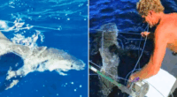 Trump pardons two divers convicted for freeing 19 sharks off the coast of Florida