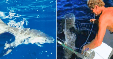 Trump pardons two divers convicted for freeing 19 sharks off the coast of Florida