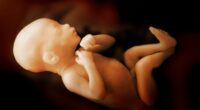 baby in womb